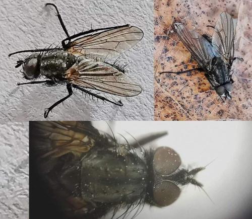 Réf. 338 508 : Delia radicum